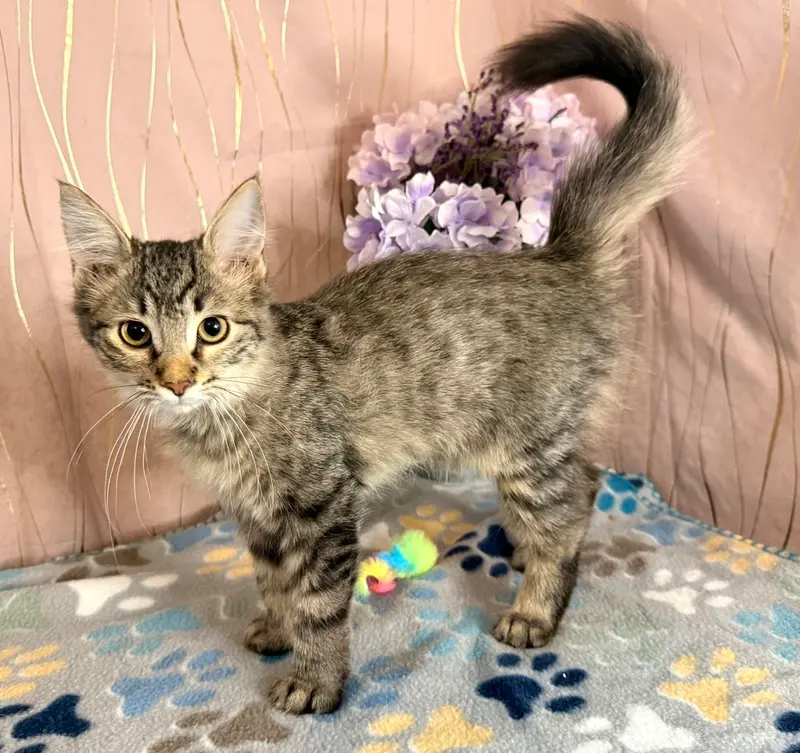 Scone, a female kitten up for adoption