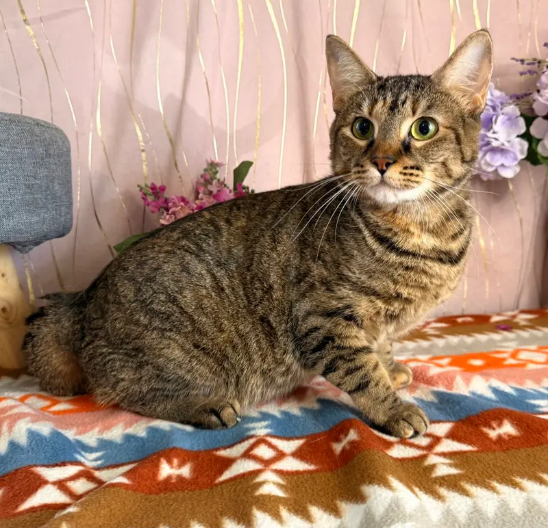 Meeka, an adult female cat up for adoption