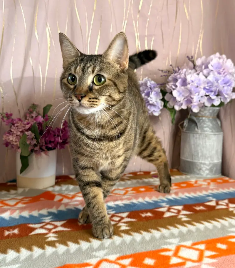 Meeka, photo 3