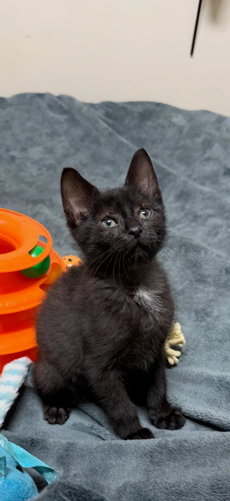 Goose Jr, a male kitten up for adoption