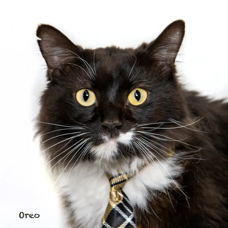 Oreo, an adult male cat up for adoption