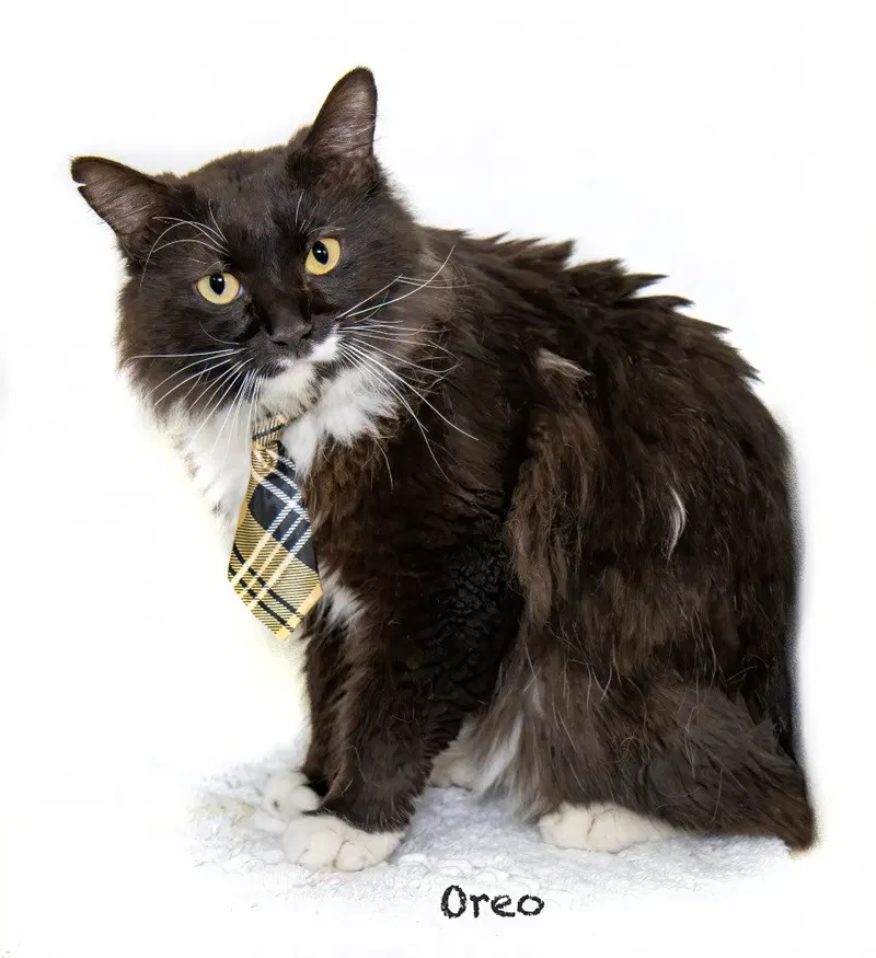 Oreo, photo 2