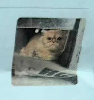 Sir Whiskerton, photo 2
