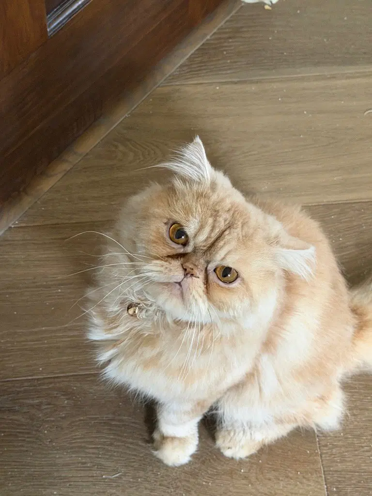 Sir Whiskerton, photo 3