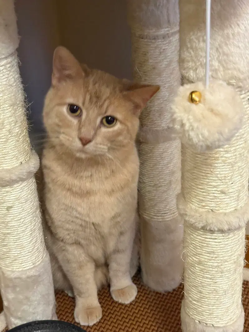 Sam, a male cat up for adoption