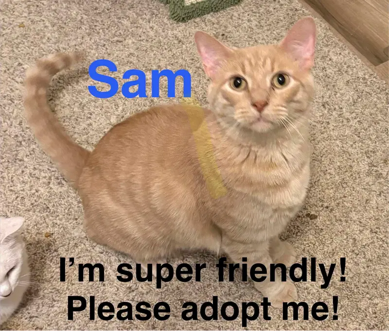 Sam, photo 2