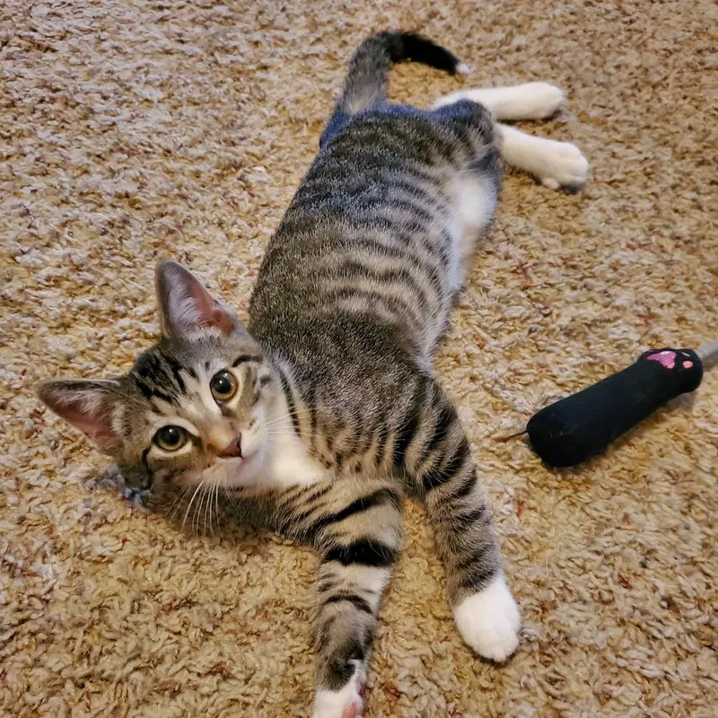 Thunder, a male kitten up for adoption