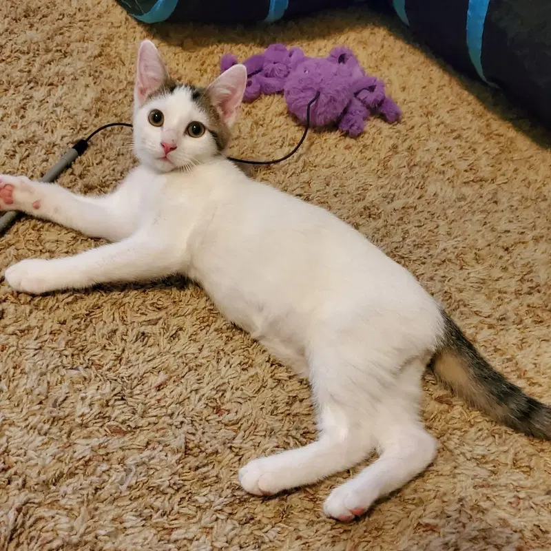 Cyclone, a male kitten up for adoption