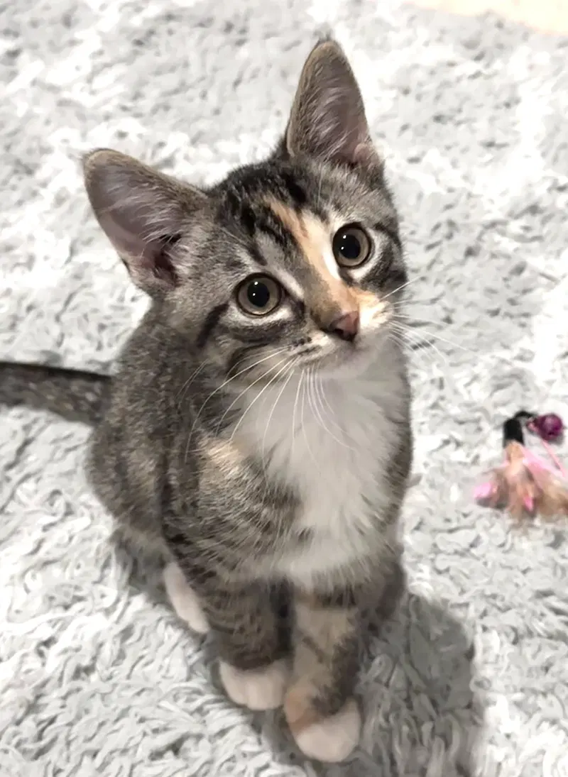 Oreo, a female kitten up for adoption