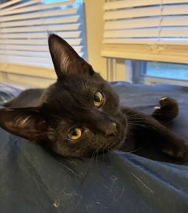 Harriet, a female kitten up for adoption
