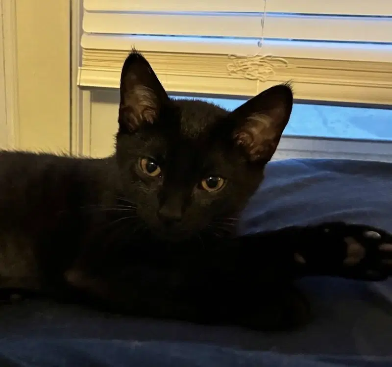 Harriet, photo 2