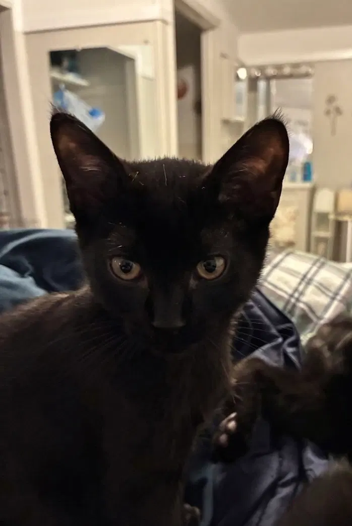 Harriet, photo 3