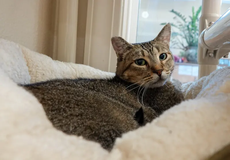 Bob, an adult male cat up for adoption