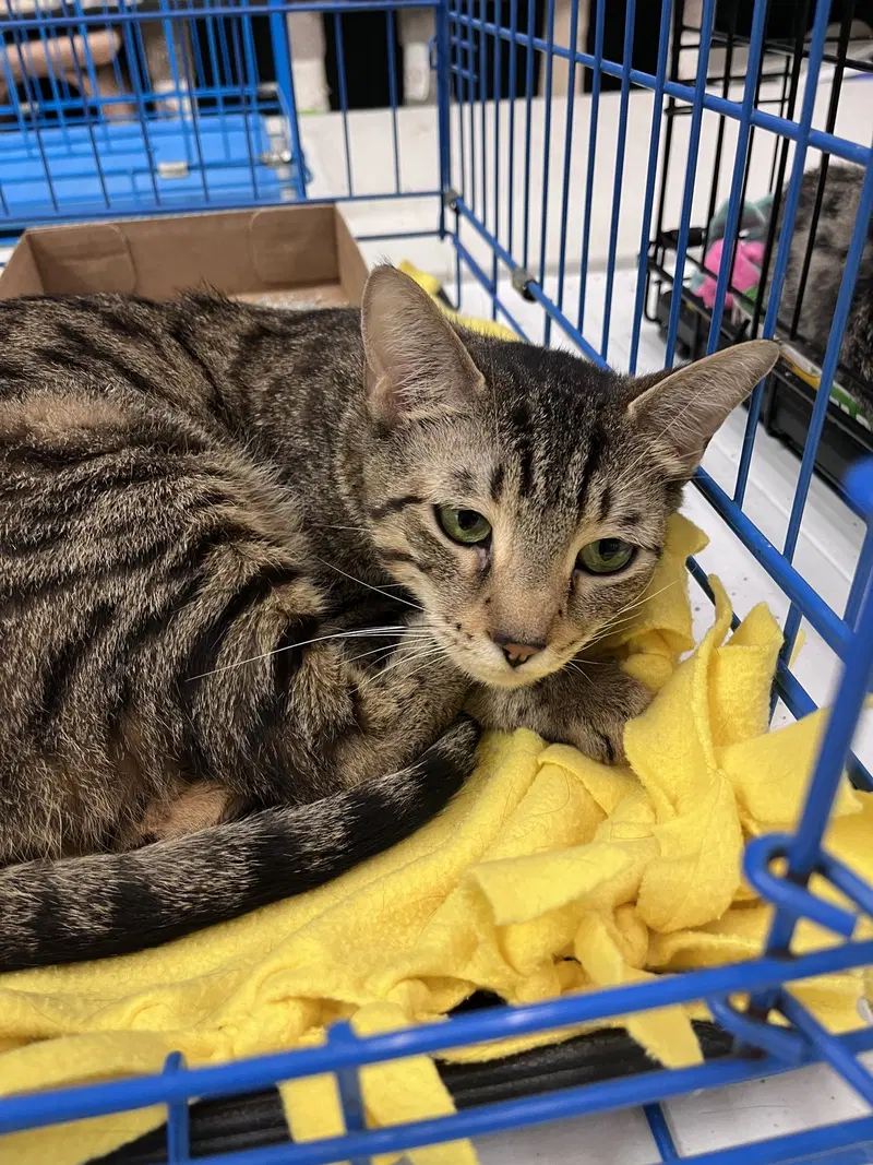 Pookie, an adult female cat up for adoption