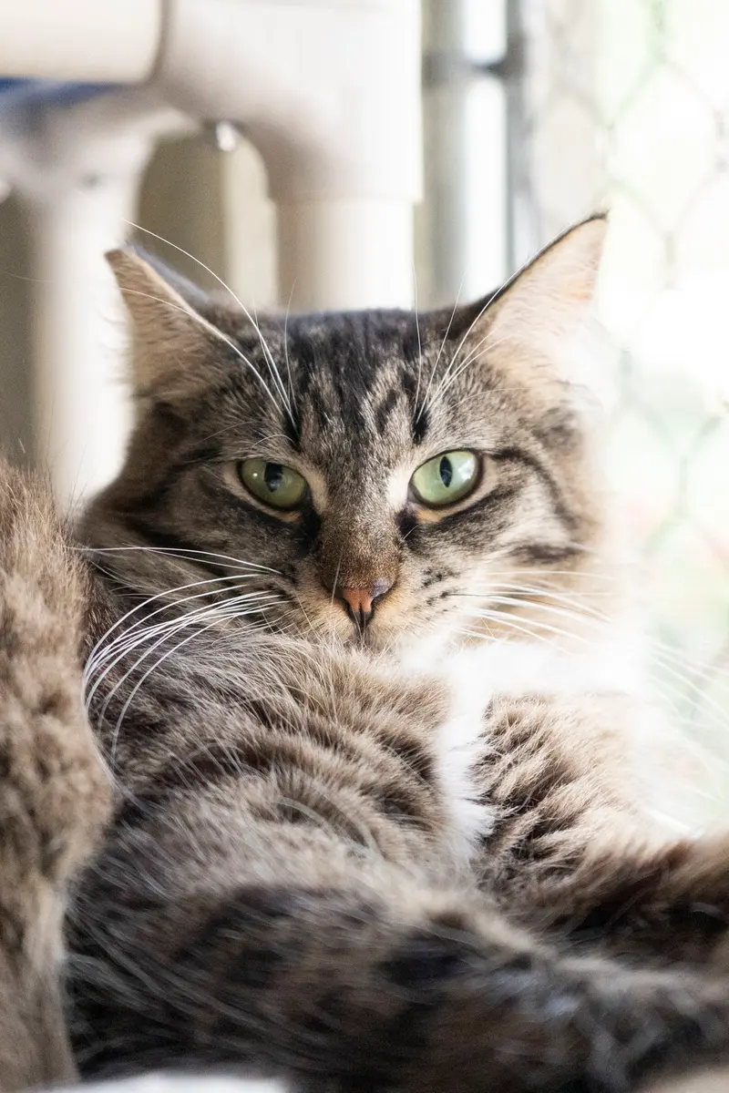 Tuffy, an adult male cat up for adoption