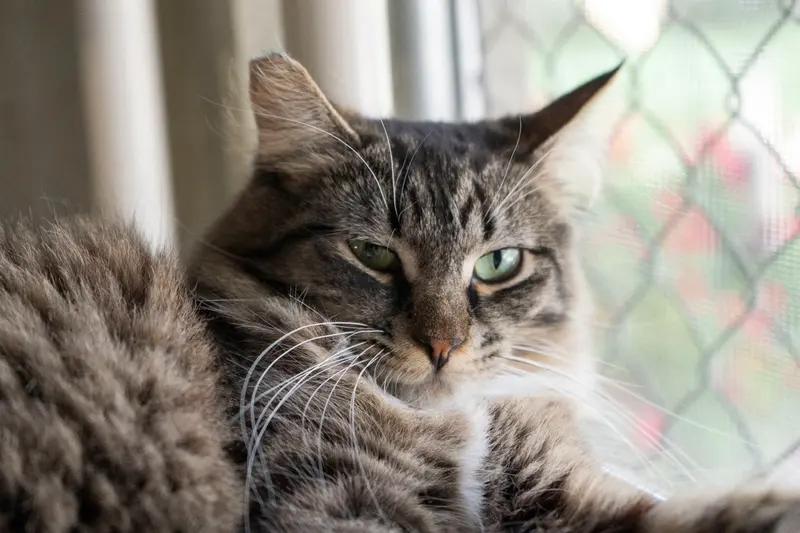 Tuffy, photo 2