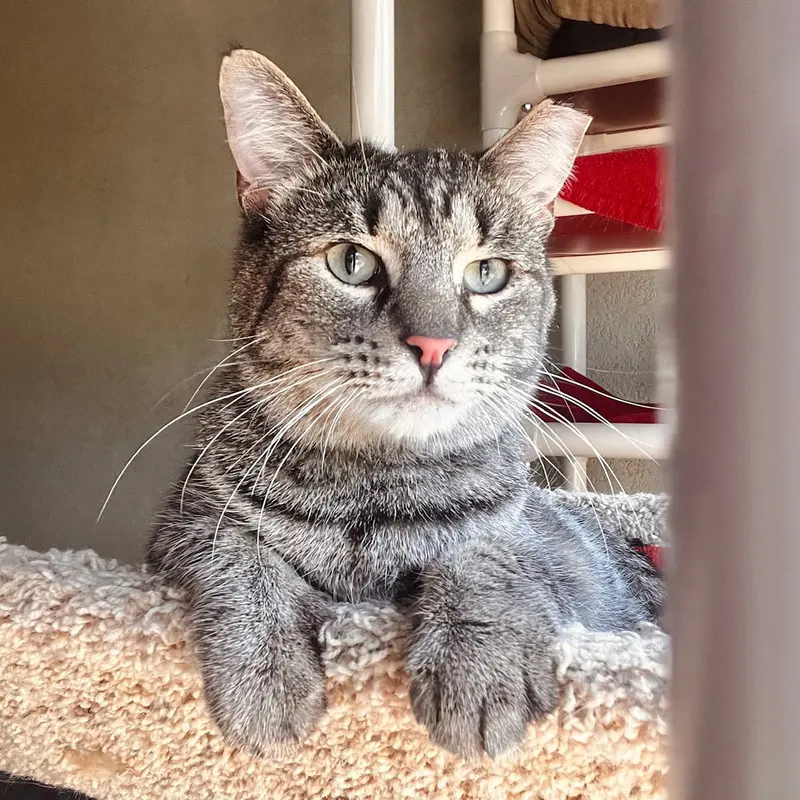 Timmy, an adult male cat up for adoption