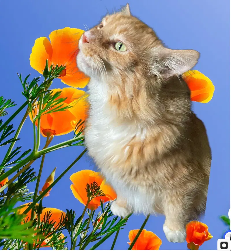 Sir Gandalf, an adult male cat up for adoption