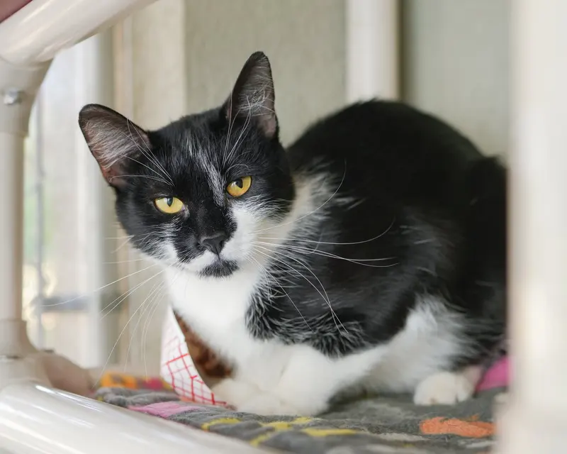 Lolly, an adult female cat up for adoption
