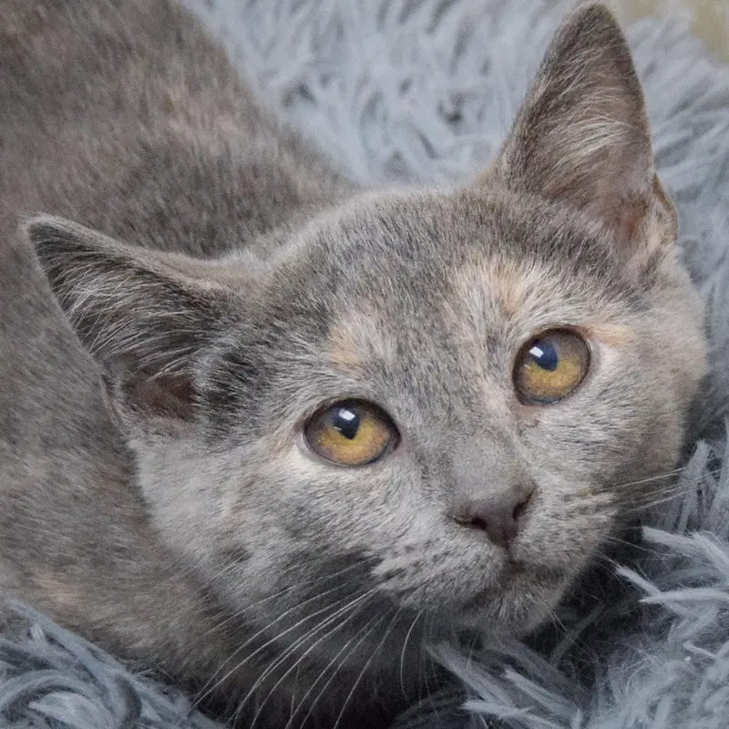 Laverne, a female Dilute Tortoiseshell kitten up for adoption