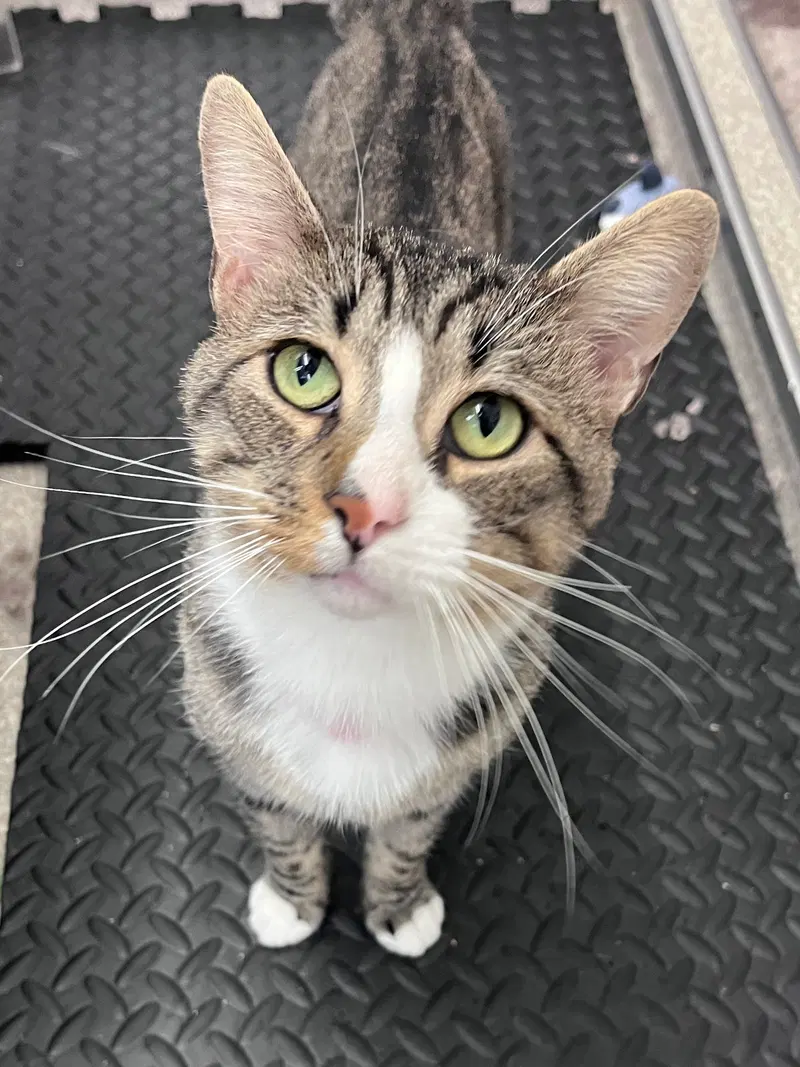 Gideon RM, an adult male cat up for adoption