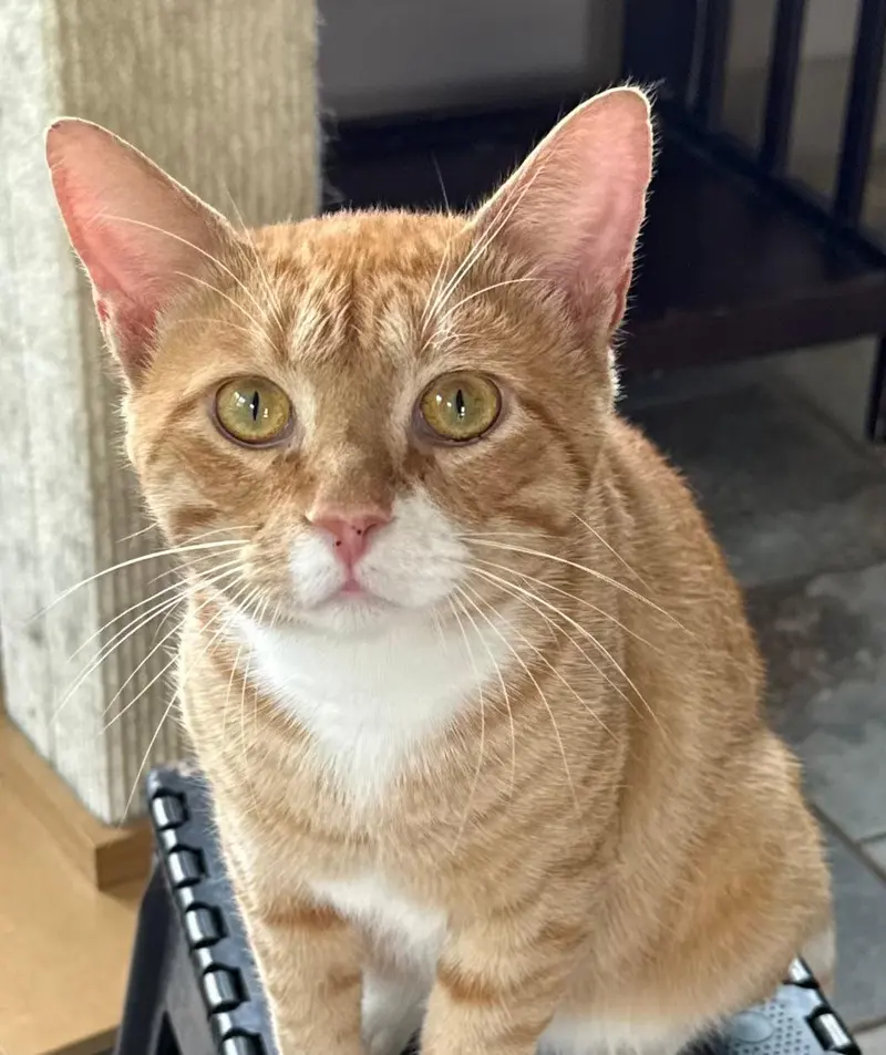 Clover, a young male Tabby cat up for adoption