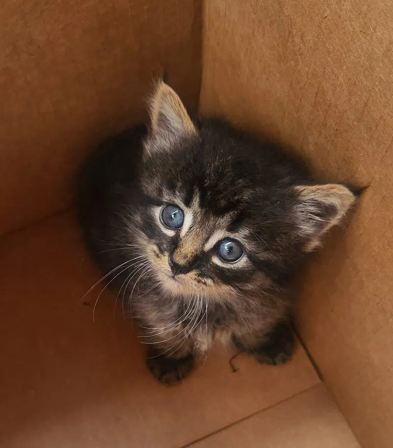 Banana, a male kitten up for adoption