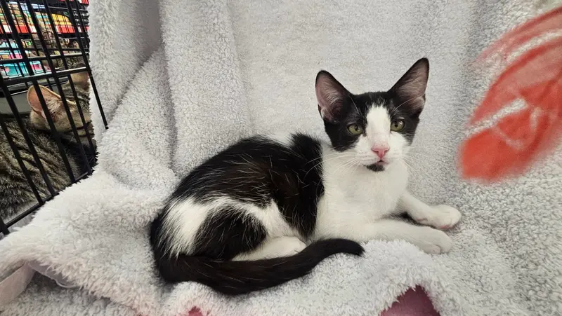 Panda, a male kitten up for adoption