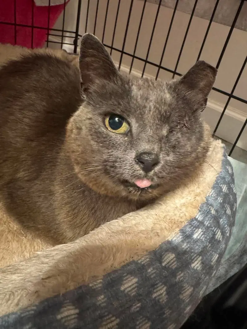 Gray Mama, an adult female cat up for adoption