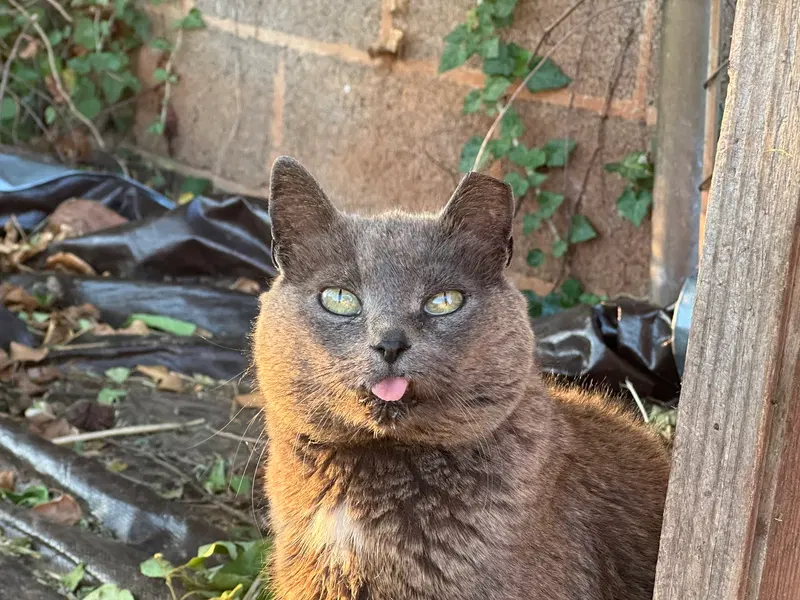 Gray Mama, photo 3