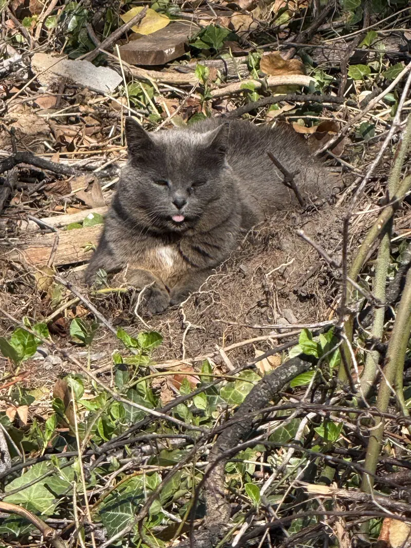 Gray Mama, photo 4