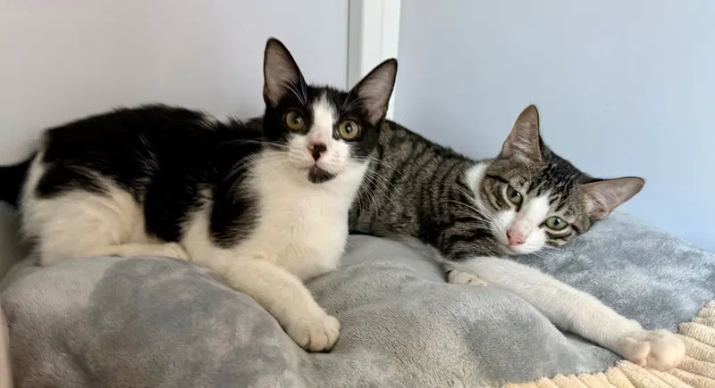Scruffy and Tank, photo 4