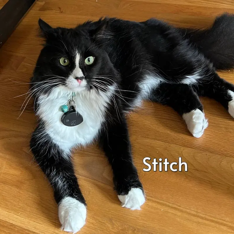 Stitch, an adult male Tuxedo cat up for adoption