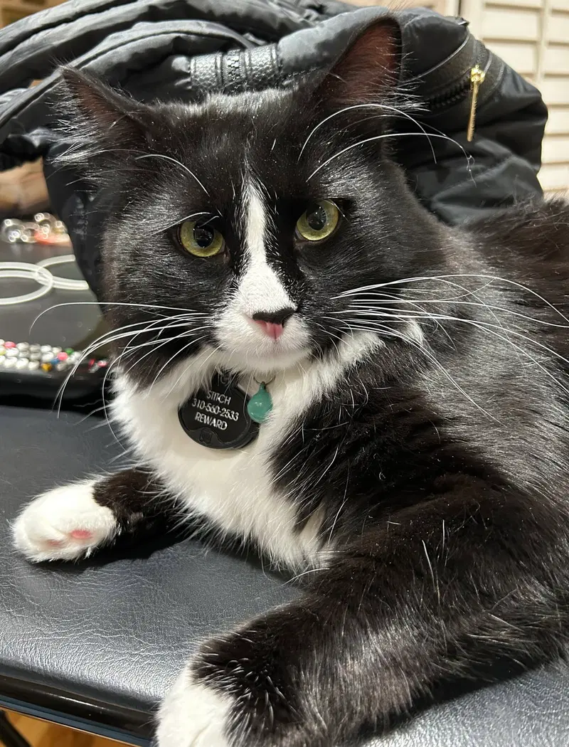 Stitch, photo 2