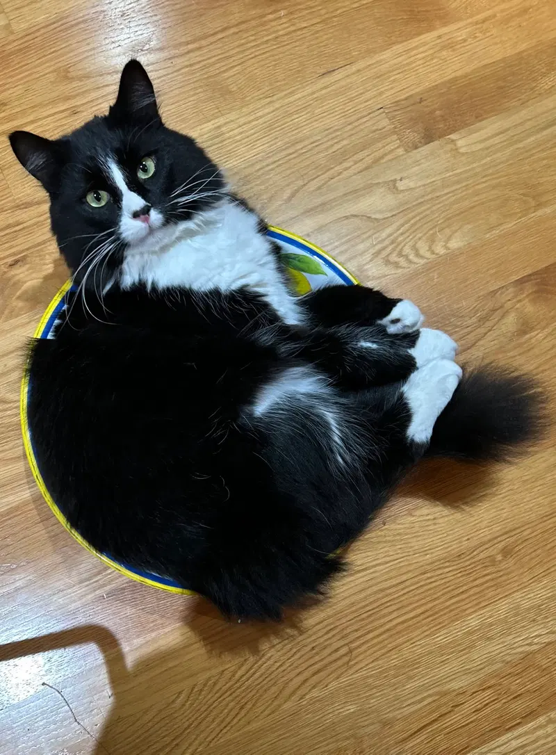 Stitch, photo 3