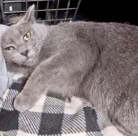 Watch the video of Petunia