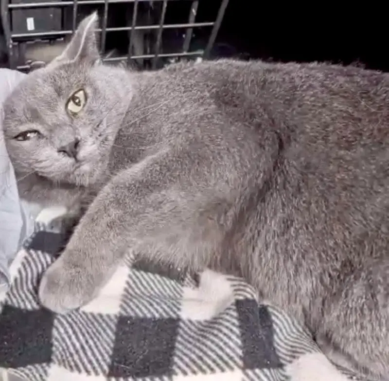 Petunia, a young female cat up for adoption