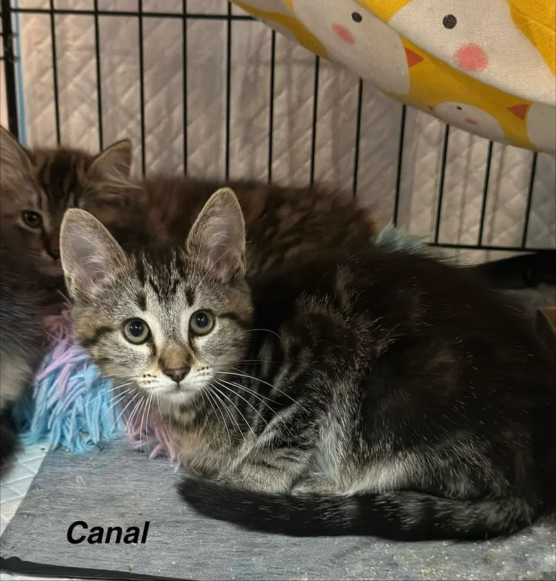 Metamora Kitties, photo 4