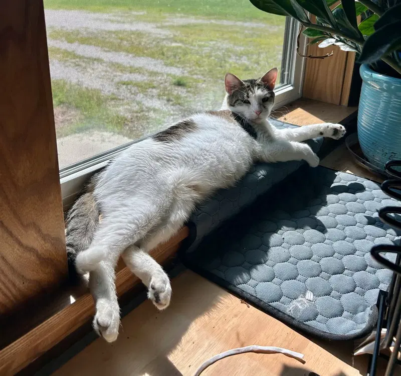 Pollinators, a female kitten up for adoption