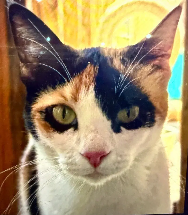 Paprika, a young female Calico cat up for adoption
