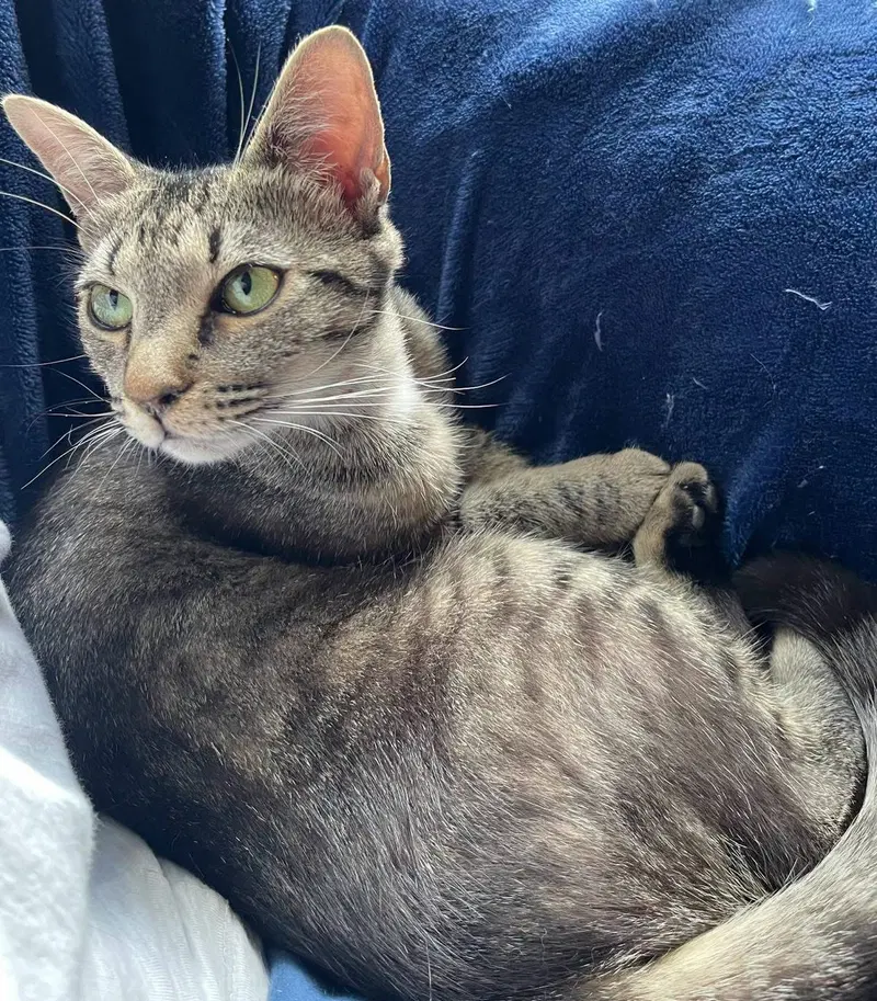Honey, an adult female cat up for adoption