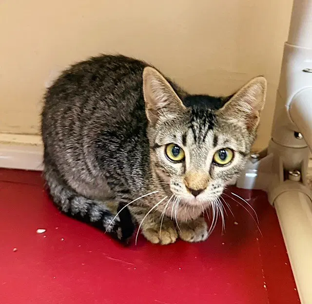Kitten Lemonhead, a female kitten up for adoption