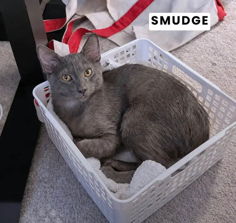 Smudge, photo 2