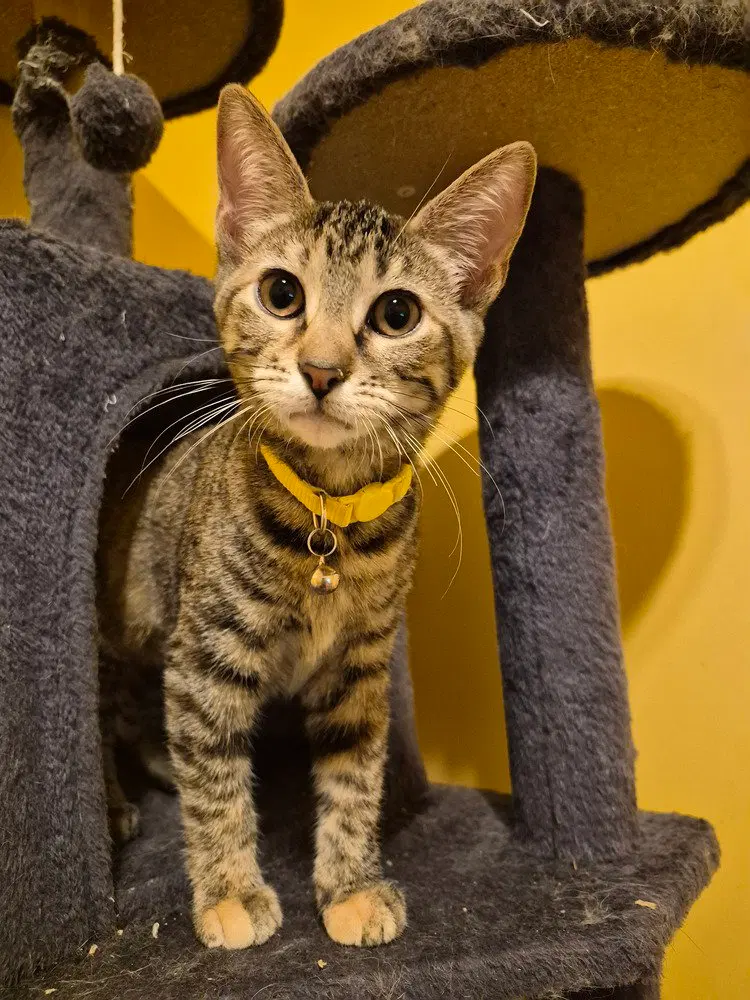 Pule, a female kitten up for adoption