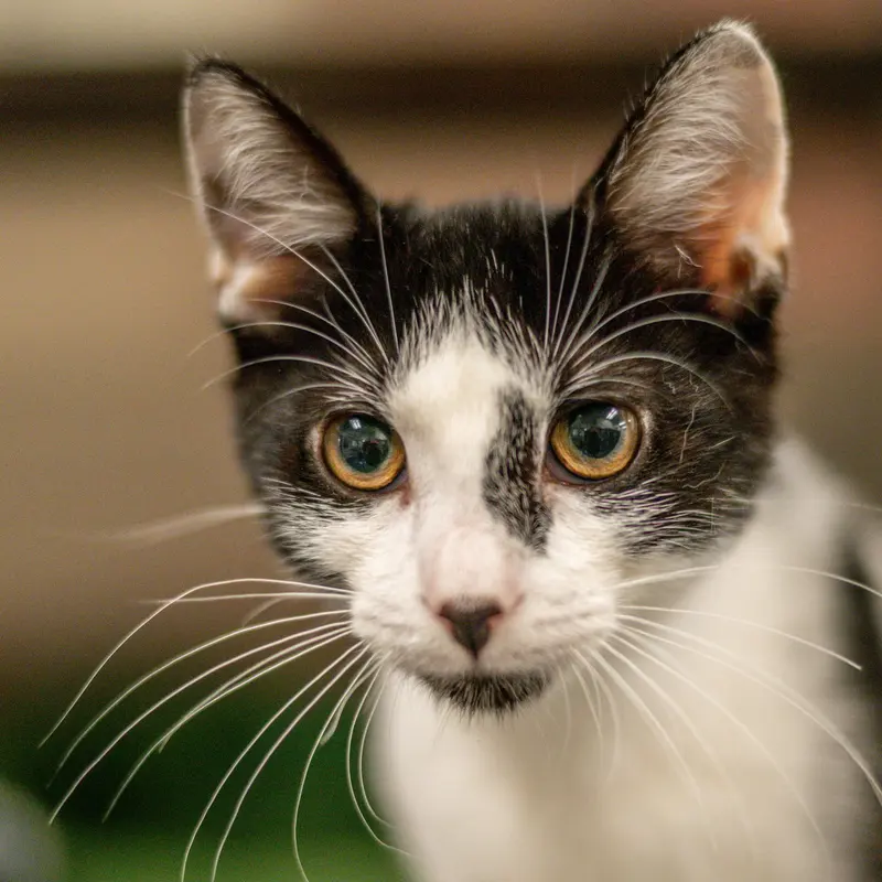 Marrow, a young male cat up for adoption