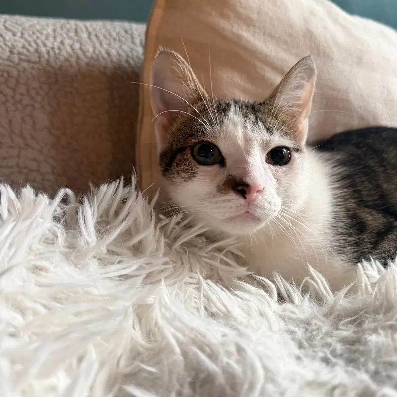 Tzatziki, photo 2