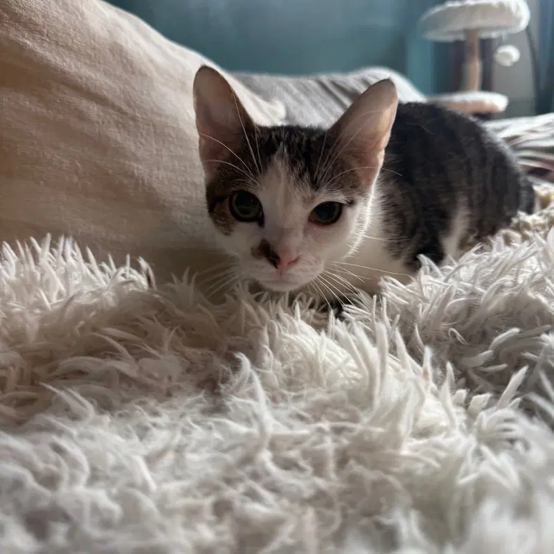 Tzatziki, photo 3