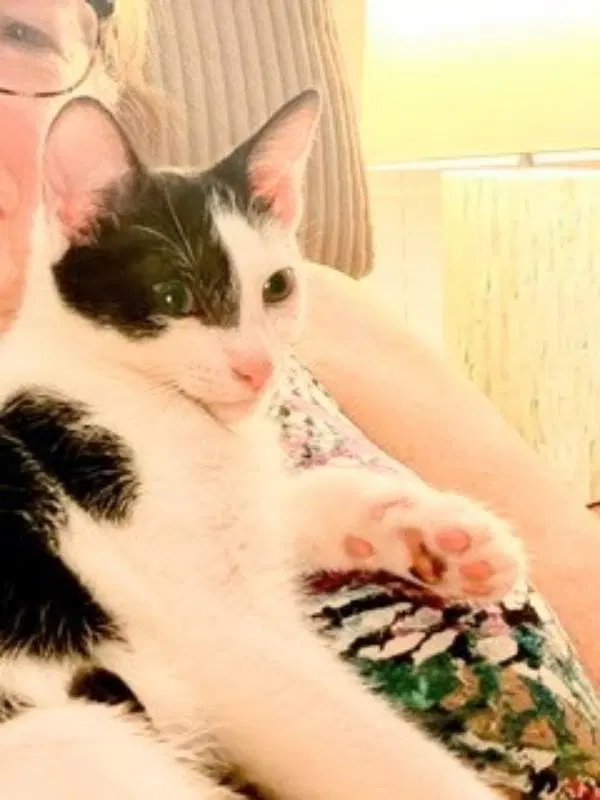 Kitcat, photo 3