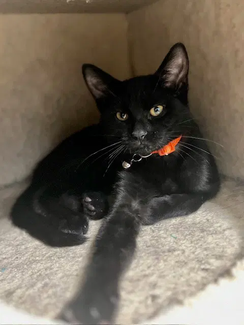 Saki, a young female cat up for adoption