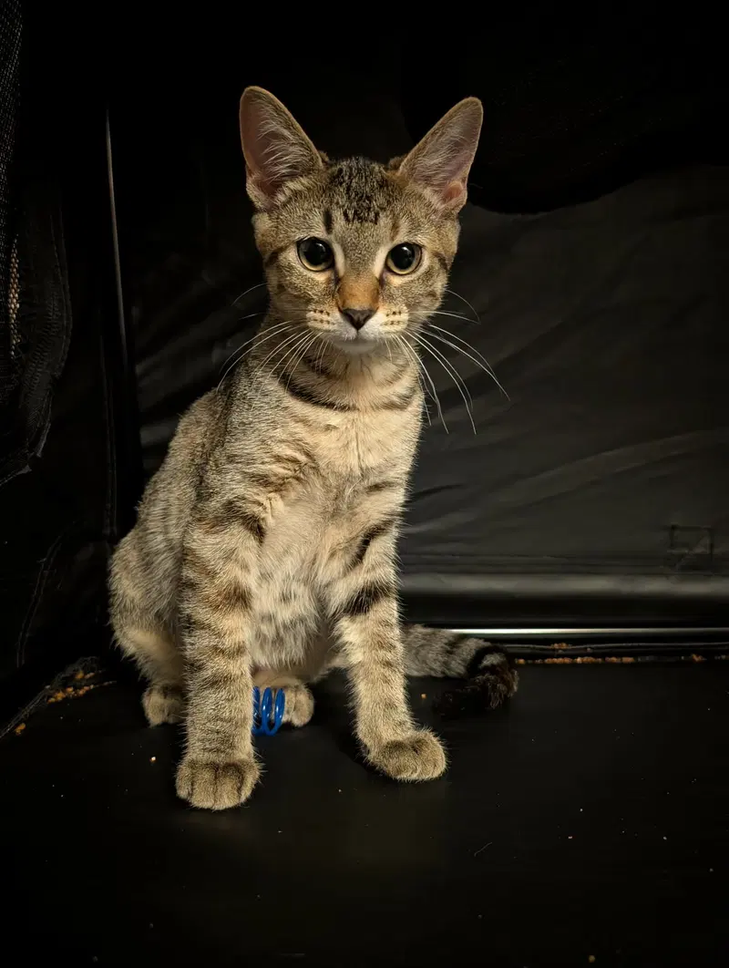Piper, photo 2